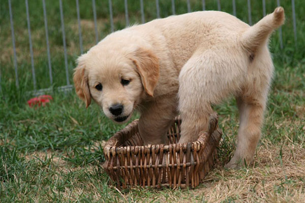 Cucciolo di Golden Retriever in una cesta