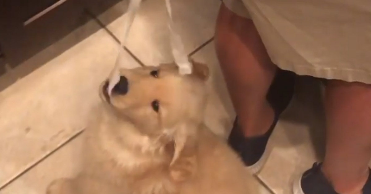 Il cucciolo di Golden Retriever vuole “aiutare” il suo proprietario a cucinare (video)