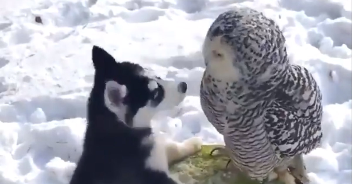 Il cucciolo di Husky e il gufo si lasciano andare ad un momento di coccole (video)