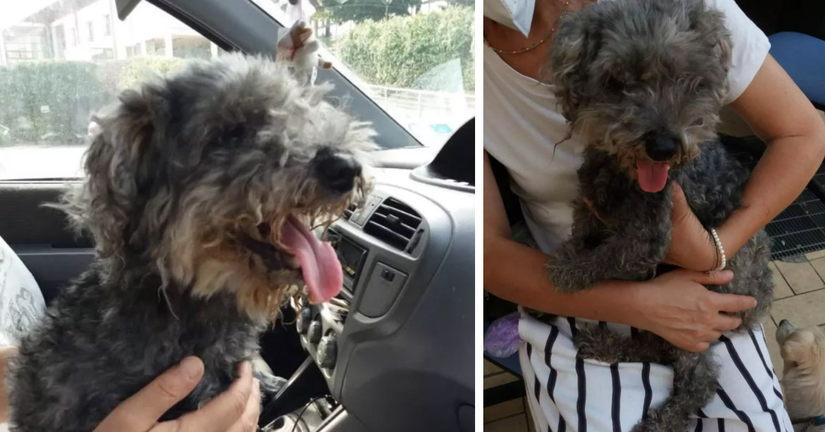 Il lieto fine di Grey, il Barboncino anziano e cieco che dopo l’abbandono ha trovato la felicità (video)