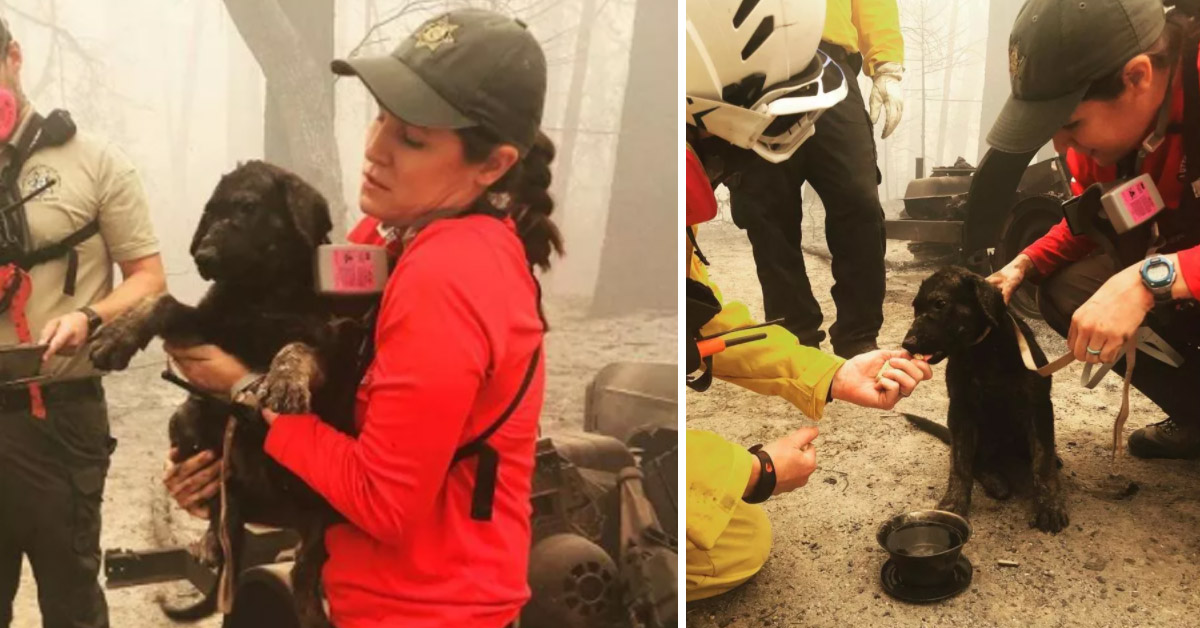 Il salvataggio del cucciolo di cane dalle macerie degli incendi nel nord della California