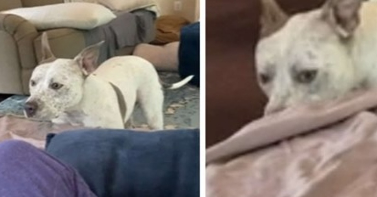 Kilo, il cagnolino che ha escogitato un piano infallibile per scacciare Gipsy dal divano (VIDEO)