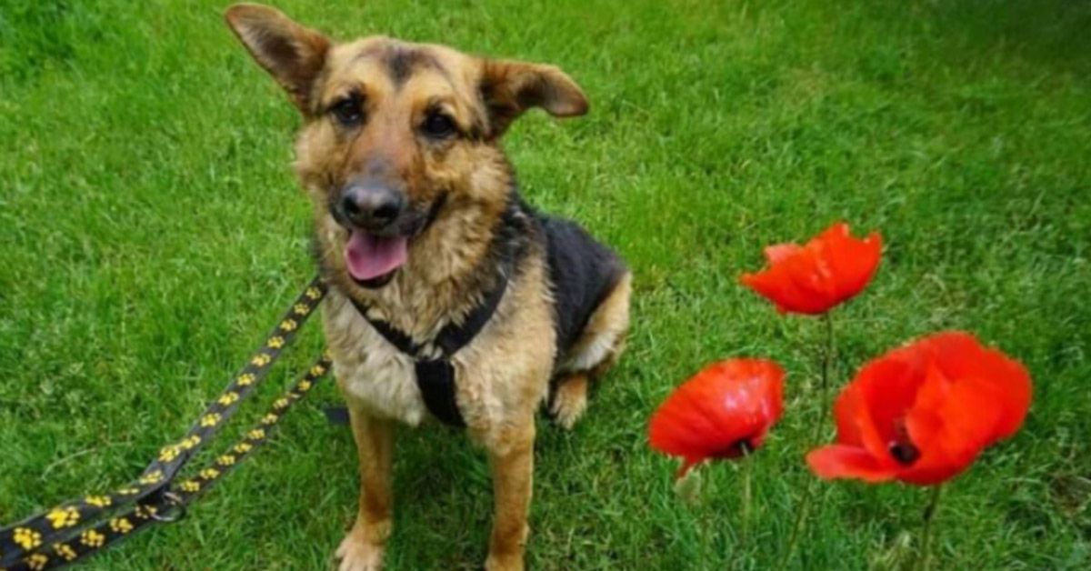 Kimba, il cagnolino dal passato difficile che è stato riportato in canile dopo 3 giorni dall’adozione