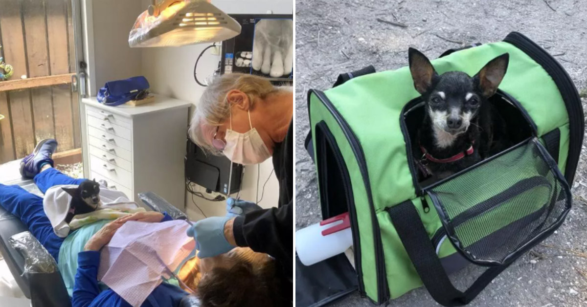 Kismet, il Chihuahua senza denti che aiuta i pazienti che hanno paura del dentista