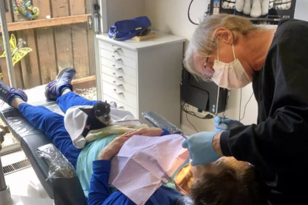 Chihuahua dal dentista