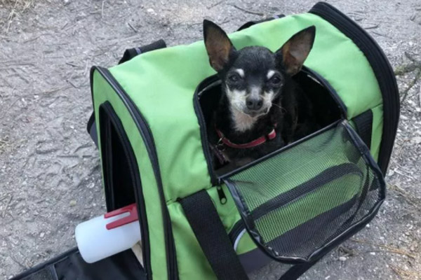 Chihuahua in un trasportino
