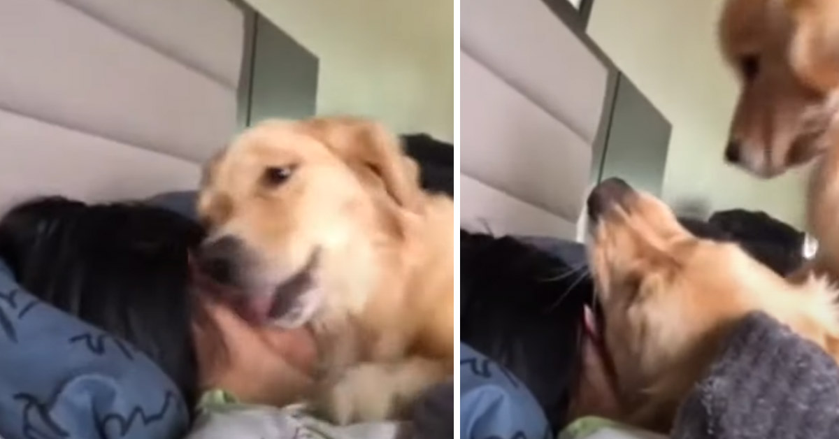 Kiwi, il Golden Retriever che si diverte a svegliare la proprietaria in un modo particolare (video)