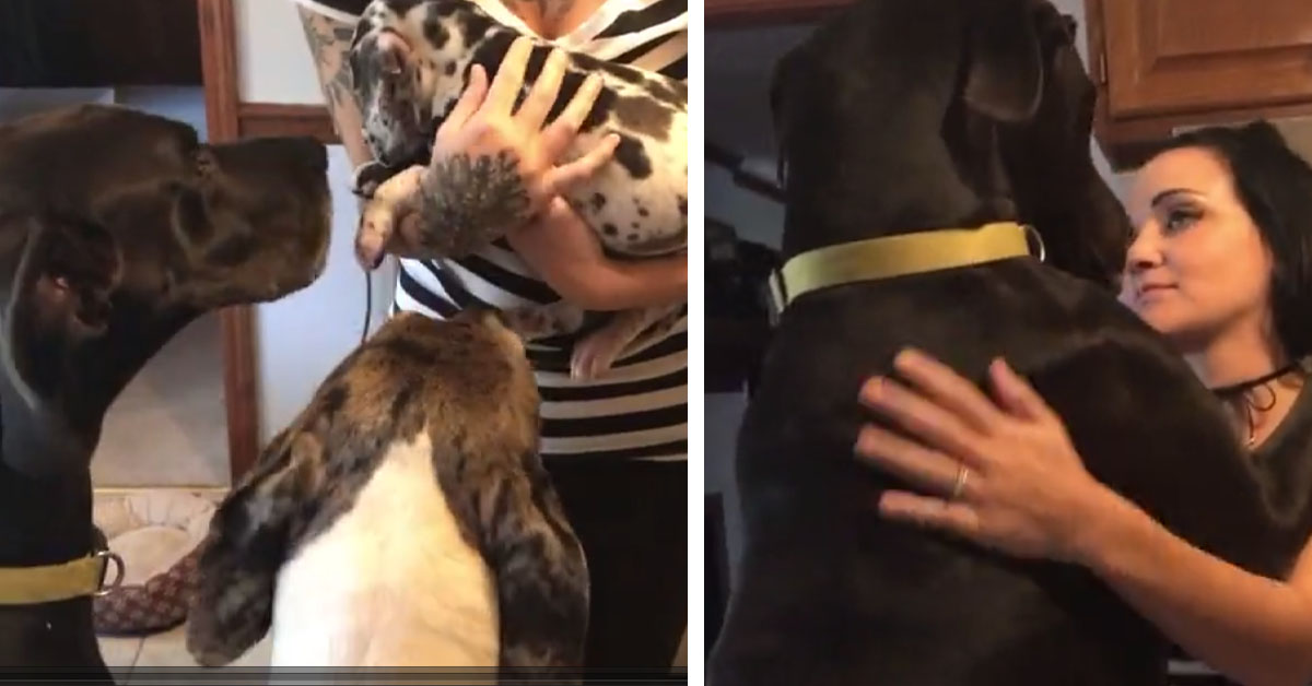 L’Alano conosce il nuovo cucciolo di casa e la sua reazione diventa virale (video)