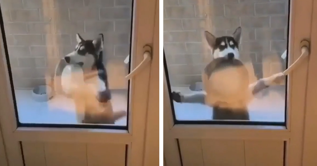 L’Husky vuole mangiare e il suo balletto diventa virale (video)