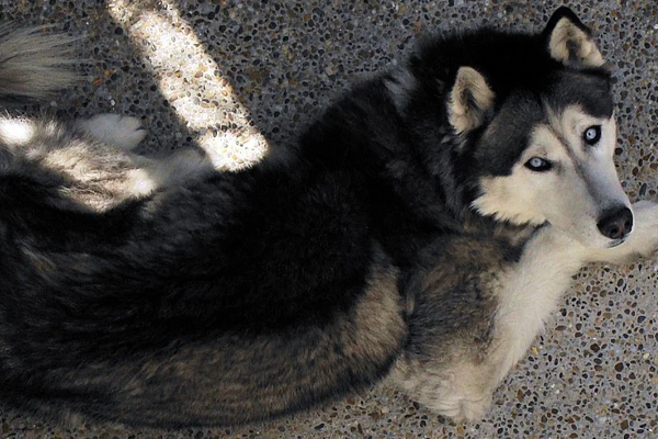 Husky sdraiato in strada