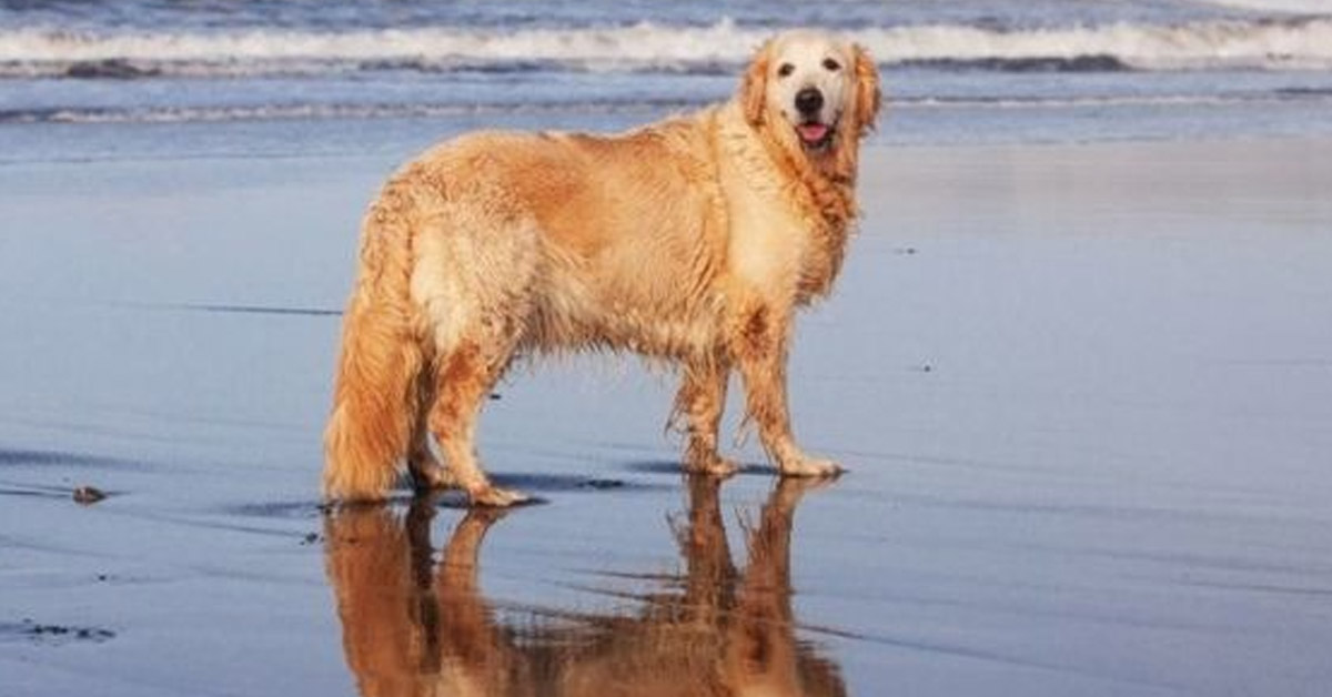 La Golden Retriever è troppo anziana per andare in spiaggia, ma la sua famiglia escogita un piano