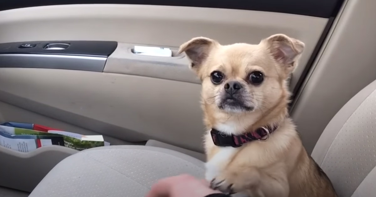 La cagnolina non vuole andare dal veterinario ed escogita un piano strategico (video)