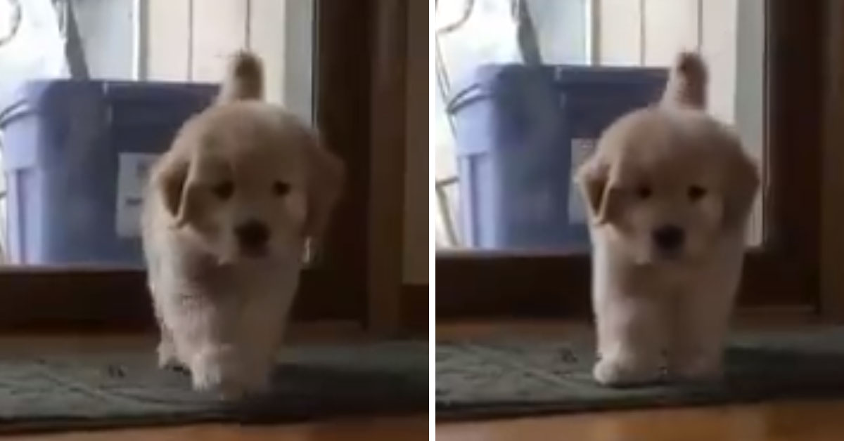 L’agguato del cucciolo di Golden Retriever che sta facendo impazzire il web (video)