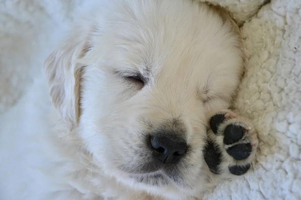 Cucciolo di Golden Retriever che dorme