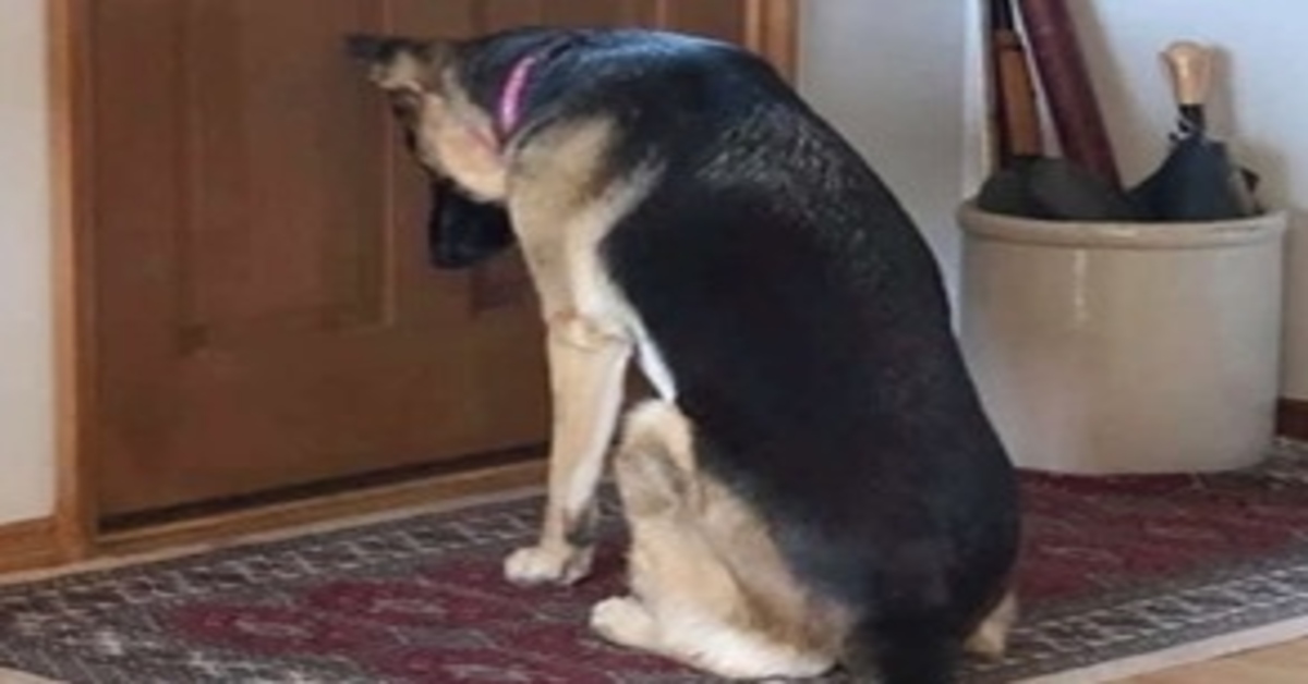 Leia, la cagnolina che aspetta il suo “papà” di ritorno dall’ospedale