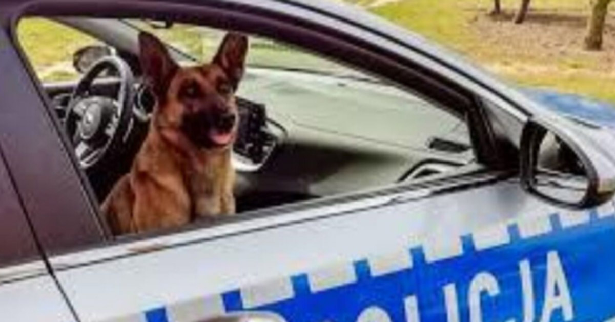 Lejda, il cane poliziotto che ha compiuto un gesto eroico