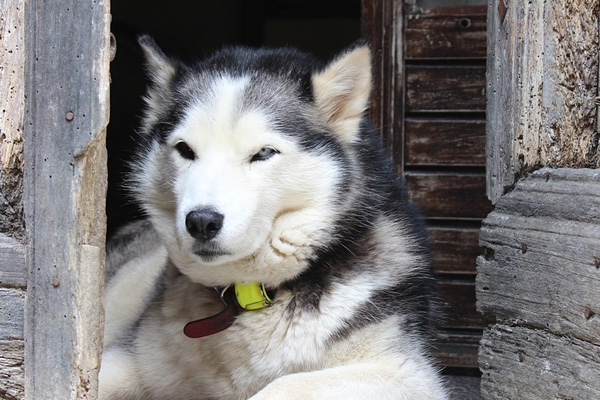 Husky che osserva