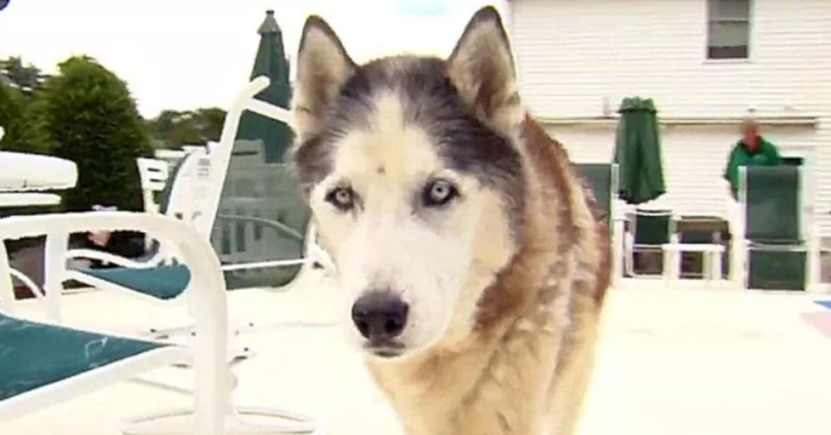 Luka, l’Husky salvato da un fattorino che stava consegnando un pacco