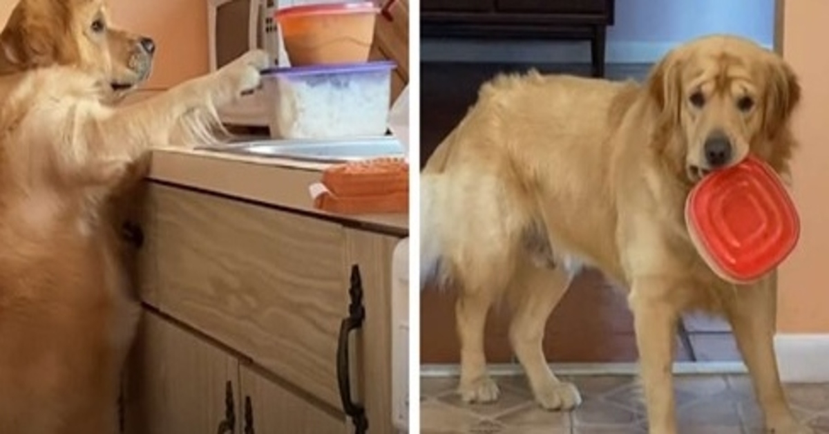 Luke, il Golden Retriever che ha imparato a rubare il cibo (VIDEO)