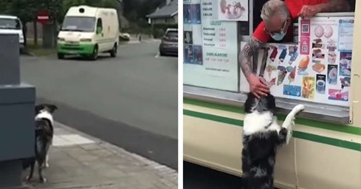 Luna, la Border Collie felice di veder arrivare il camion dei gelati (VIDEO)