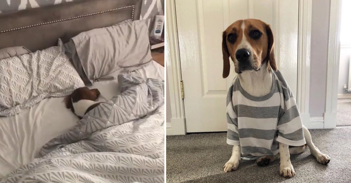 Malcolm, il Beagle più pigro del mondo, non si alza neanche per un bocconcino (video)