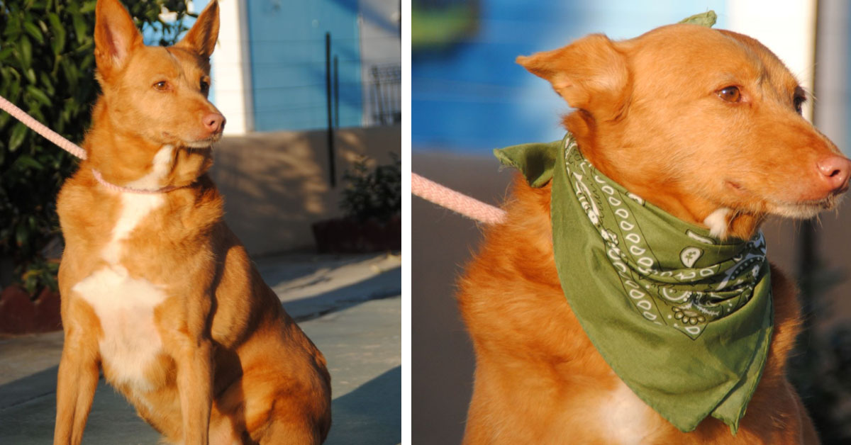 Miliki, il Podenco abbandonato tra l’indifferenza delle persone, ora vuole essere felice