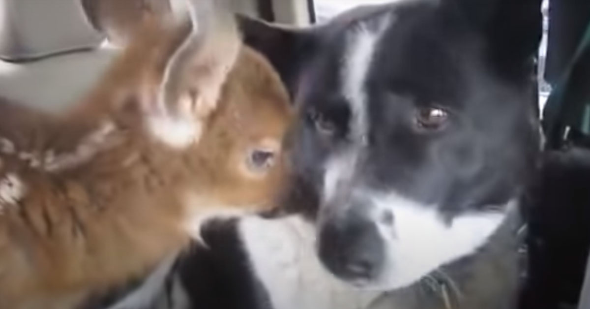 Mishka, il cagnolino che si è preso cura di un cucciolo di cervo orfano (video)