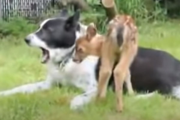 Cagnolino con un cucciolo di cervo