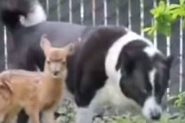 Cagnolino con un cucciolo di cervo