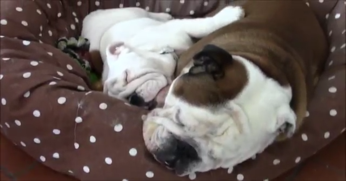 I due Bulldog inglesi Nelson e Margot dormono insieme (VIDEO)