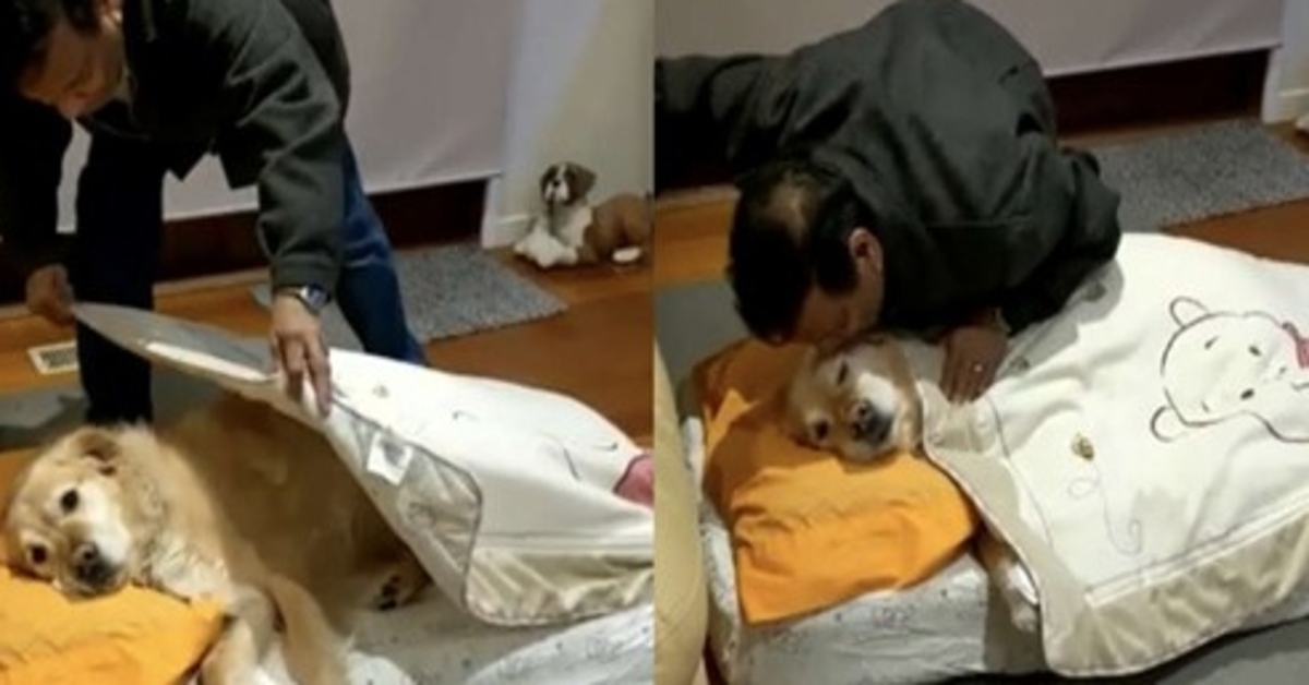 Oliver, il Golden Retriever a cui il suo “papà” rimbocca le coperte ogni sera (VIDEO)