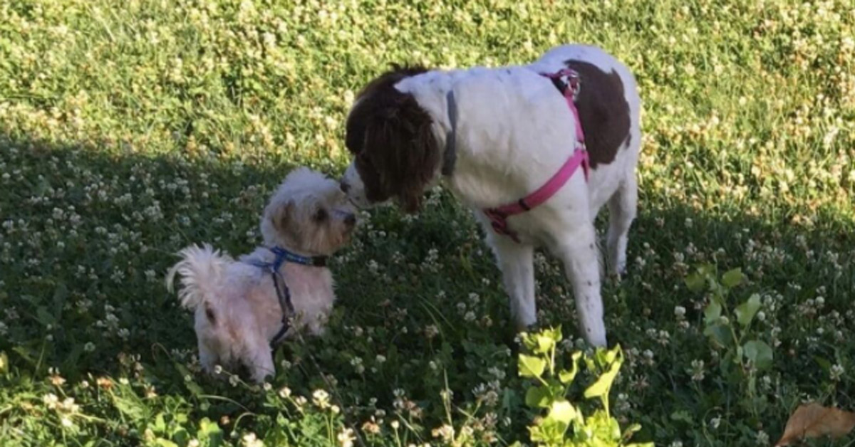 Peluso, il cagnolino Maltese che dopo 11 anni di solitudine vuole essere felice (video)
