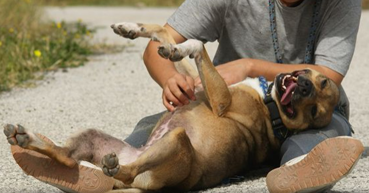 Penny, la cagnolina che dopo essere stata abbandonata 2 volte ora sogna la vera felicità (video)