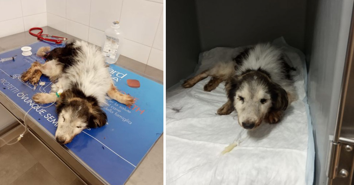 Pisa, cagnolino anziano e malato gettato in un cassonetto: salvato