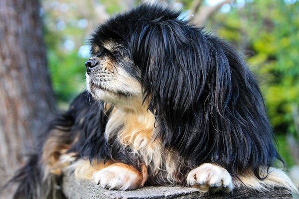 Cagnolino che osserva