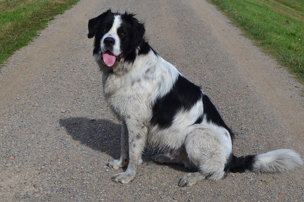 Cane seduto in strada