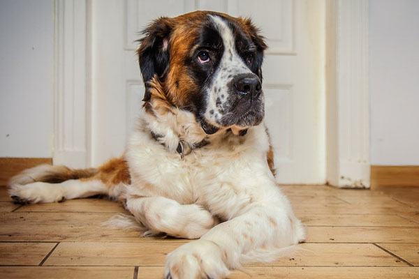 Cane sdraiato che osserva