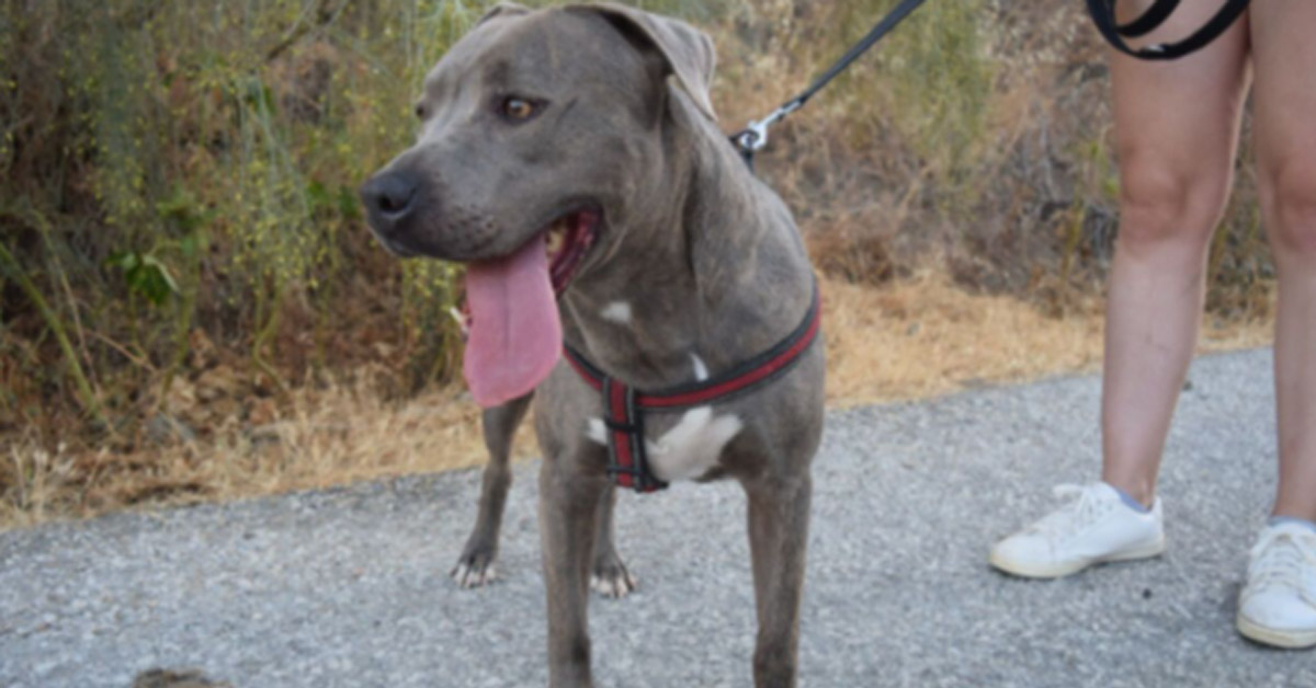 Rudy, il cagnolino abbandonato per la seconda volta che ora cerca la felicità