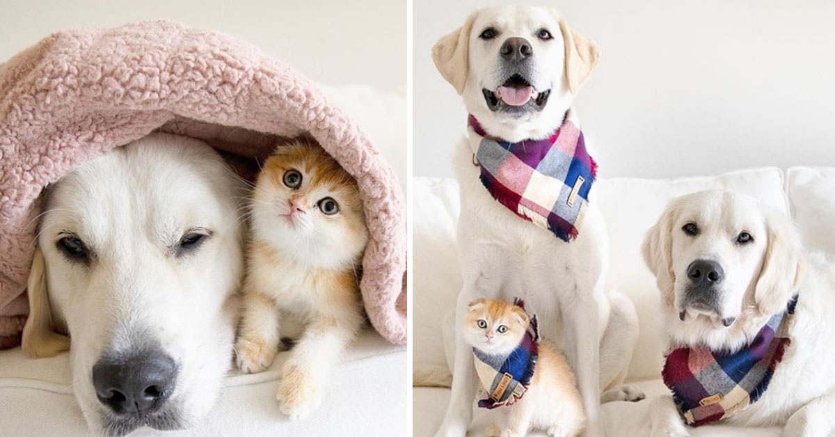 Samson, Calvin e Cleo, i due Golden Retriever e il gattino la cui amicizia fa impazzire il web (video)