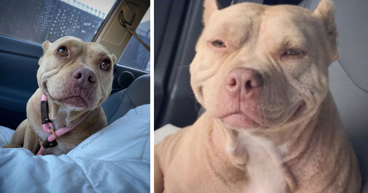 Shortcake, il Pitbull che ha avuto una seconda possibilità grazie al suo sorriso (video)