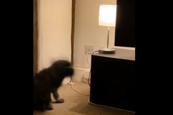 cane accende le luci
