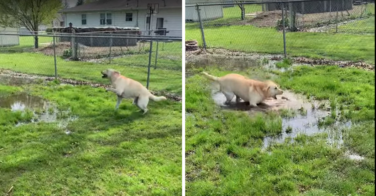 Stevie, il Labrador con una malattia neurologica che adora ballare nelle pozzanghere (video)