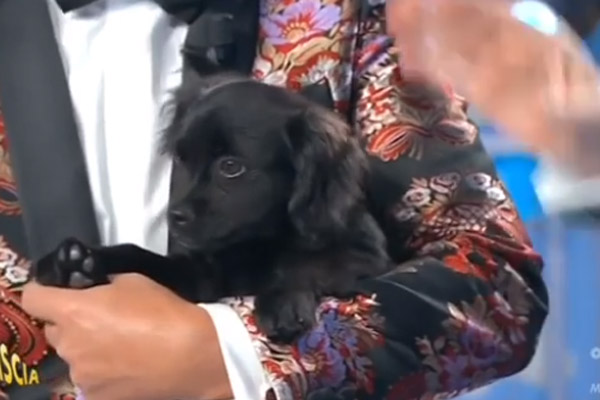 Cagnolino striscia la notizia