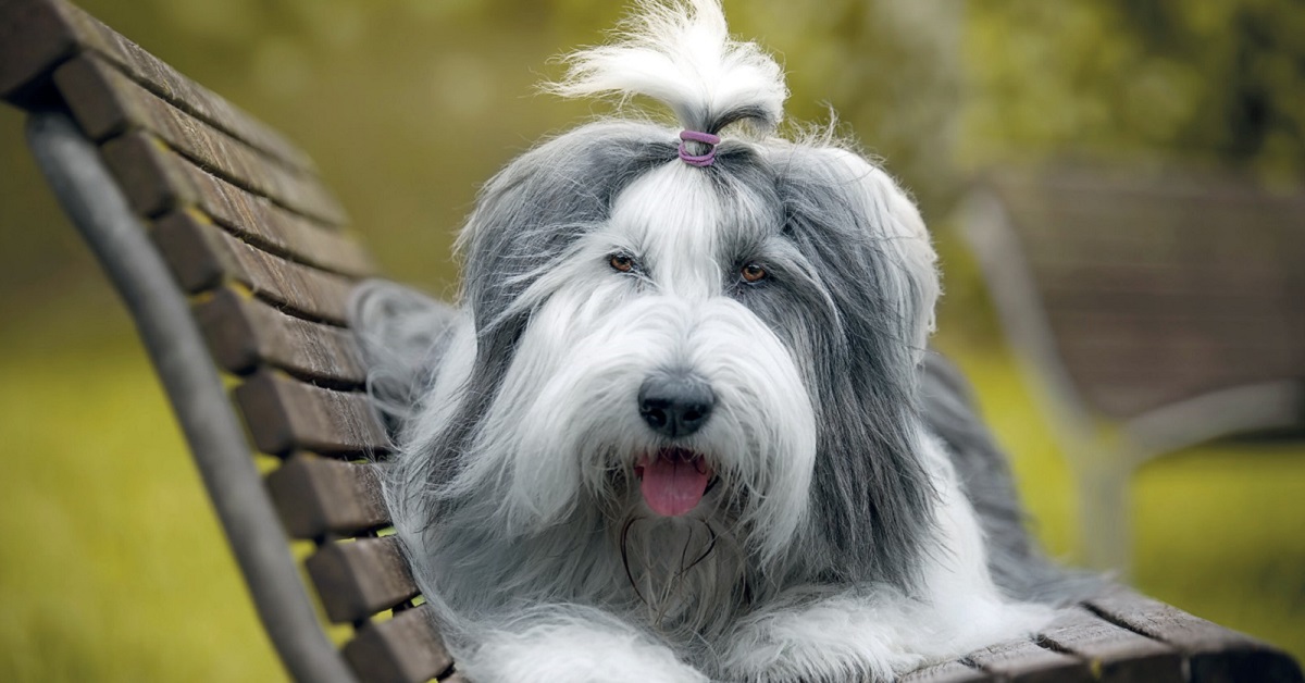 Cane e tipi di carattere: quanti ne hanno e cosa sapere