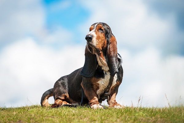 Bassethound cane