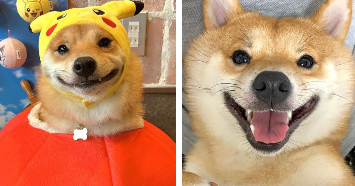 Uni, lo Shiba Inu sorridente che è ormai una star del web (video)