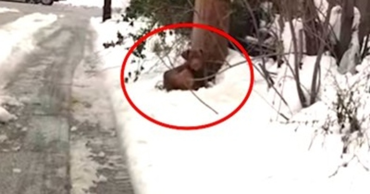 Weezer il cagnolino trovato in mezzo alla neve (VIDEO)