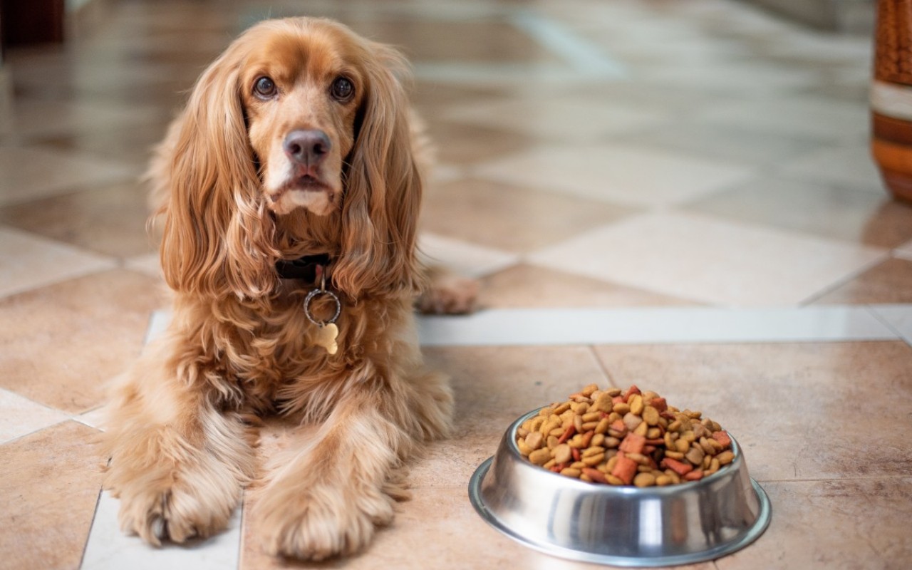 cane disteso accanto alla sua ciotola