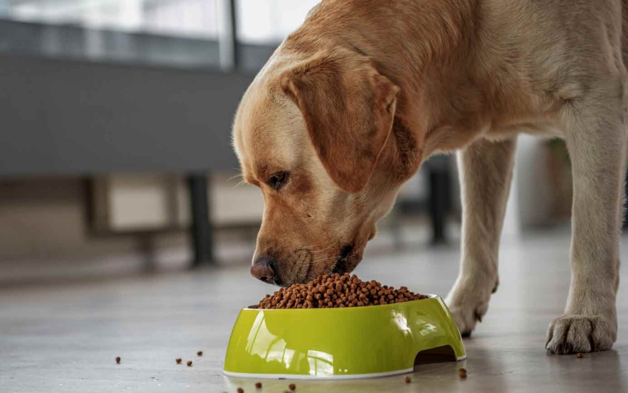 cane che mangia le sue crocchette