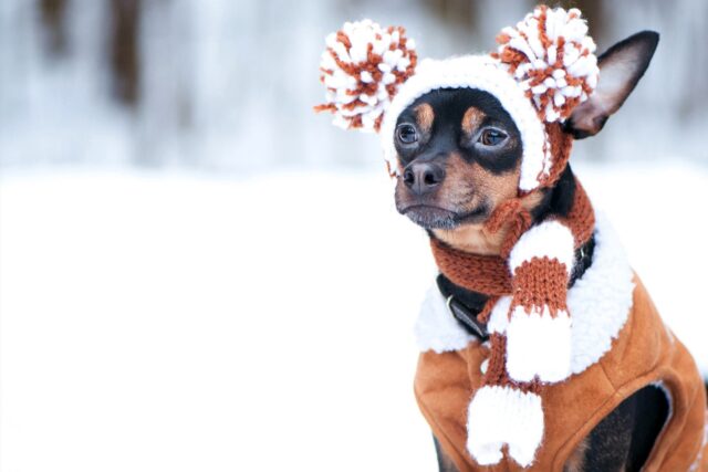 Alimentazione cane in inverno: cibi consigliati, cosa fare e cosa no